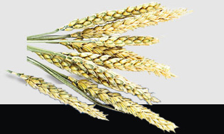 ���ι���|UB8���ι���|�������ý���