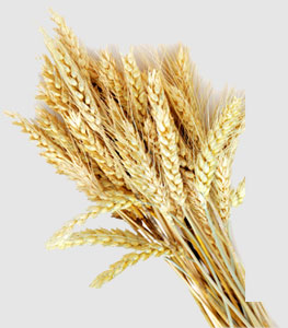 ���ι���|UB8���ι���|�������ý���